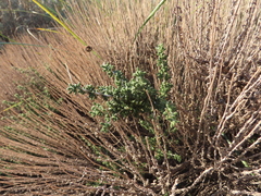 Santolina chamaecyparissus