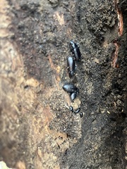 Alobates pensylvanicus