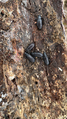 Alobates pensylvanicus