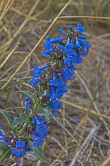 Penstemon nitidus