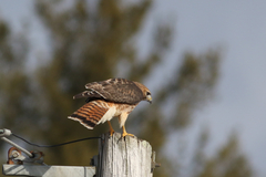 Buteo jamaicensis × lineatus