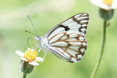 Belenois aurota