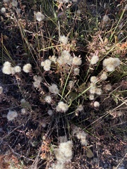 Polypogon monspeliensis