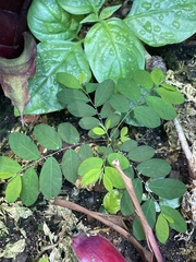 Phyllanthus tenellus