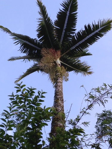 Archontophoenix alexandrae observed 2014-02-09