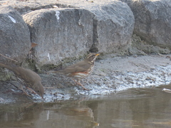 Turdus iliacus