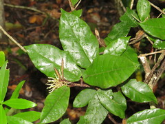 Trichocladus crinitus