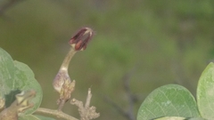 Ceropegia bulbosa