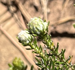 Phylica ericoides