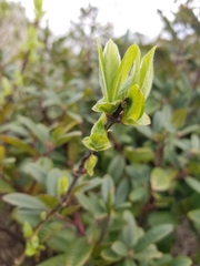 Oemleria cerasiformis