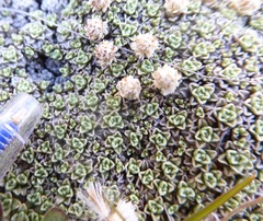 Raoulia parkii