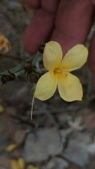 Moraea collina