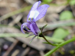 Lobelia feayana