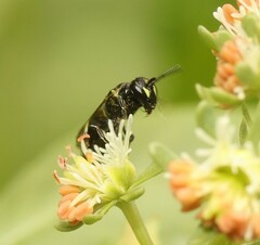 Hylaeus communis