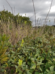 Oemleria cerasiformis