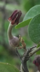 Ceropegia bulbosa