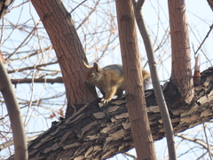 Sciurus anomalus