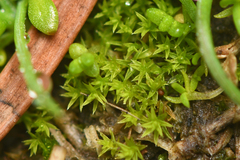 Pseudocrossidium hornschuchianum