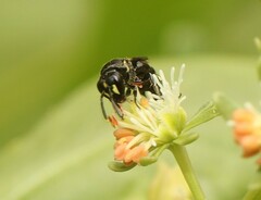 Hylaeus communis