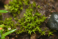 Pseudocrossidium hornschuchianum