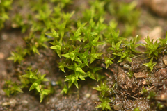 Pseudocrossidium hornschuchianum