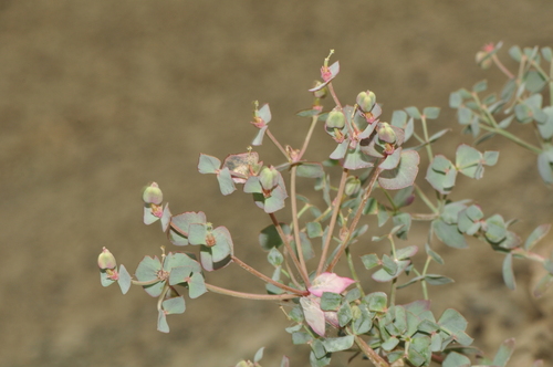Euphorbia deltobracteata