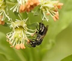 Hylaeus communis