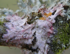 Laetisaria lichenicola