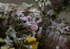 Laetisaria lichenicola