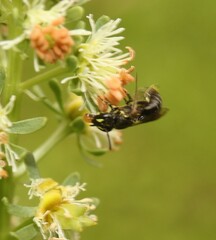 Hylaeus communis