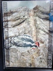 Sphyrapicus nuchalis