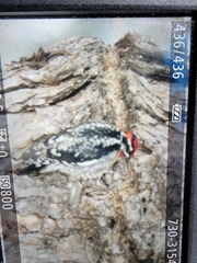 Sphyrapicus nuchalis