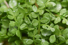 Limnanthes macounii