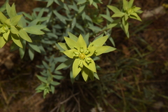 Euphorbia cheiradenia