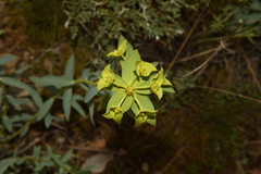 Euphorbia cheiradenia