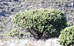 Mimetes fimbriifolius