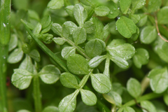 Limnanthes macounii