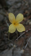 Moraea collina