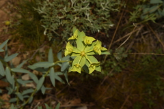 Euphorbia cheiradenia