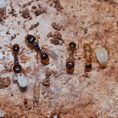 Paracletus cimiciformis