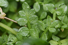 Limnanthes macounii