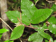 Trichocladus crinitus