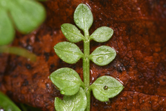 Limnanthes macounii