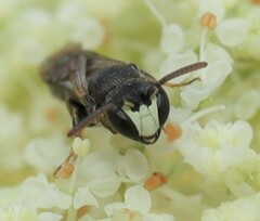 Hylaeus sinuatus