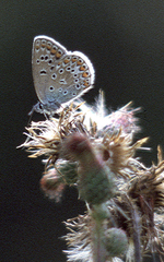 Polyommatus