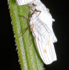Orthezia urticae