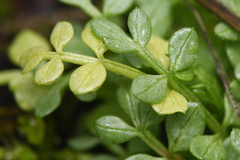 Limnanthes macounii