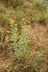 Euphorbia cheiradenia