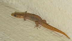 Sphaerodactylus clenchi