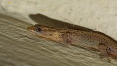 Sphaerodactylus clenchi